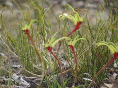 Anigozanthos bicolor decrescens