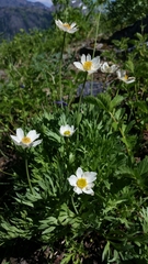 Anemone drummondii drummondii