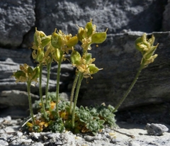 Draba pterosperma
