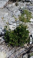 Anemone multifida multifida