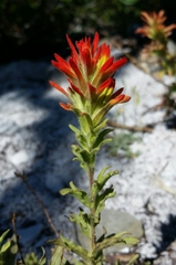 Castilleja pruinosa