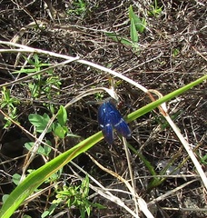 Zenithoptera lanei