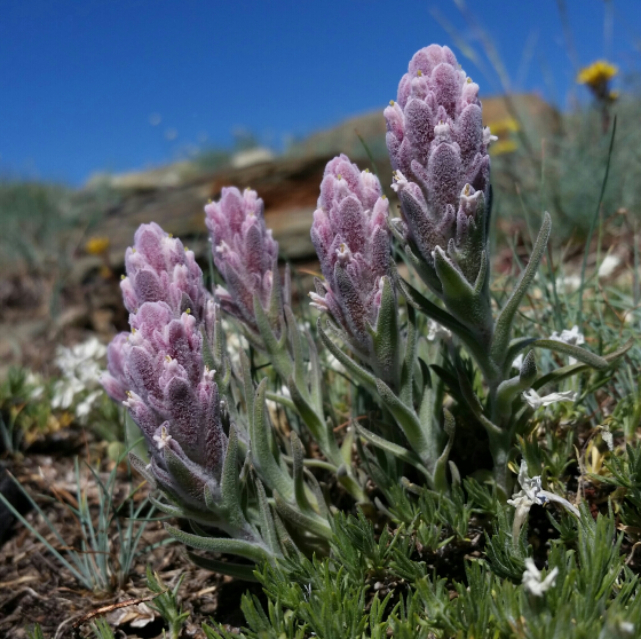 Castilleja schizotricha