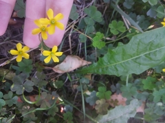 Oxalis corniculata repens