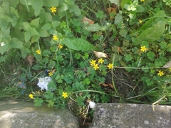 Oxalis corniculata repens