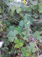 Oxalis corniculata repens