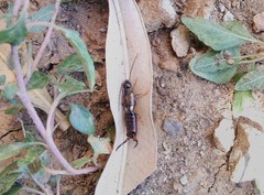 Forficula auricularia