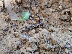 Forficula auricularia