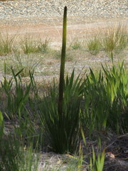 Xanthorrhoea platyphylla