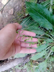 Hypericum perforatum