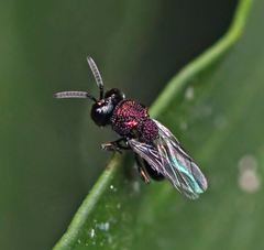 Perilampus aeneus