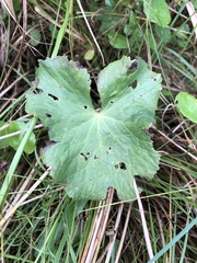 Caltha palustris palustris