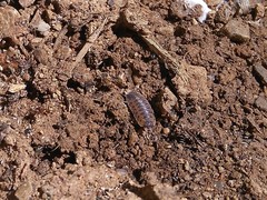 Proporcellio vulcanius