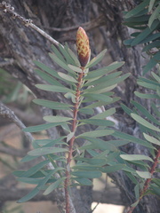 Melaleuca glauca