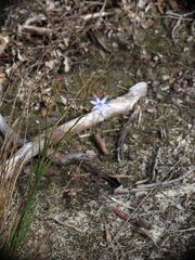 Agrostocrinum hirsutum