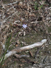 Agrostocrinum hirsutum