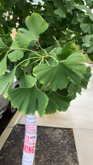 Ginkgo biloba