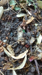 Pyrrhocoris apterus