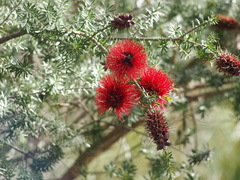 Kunzea baxteri