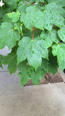 Acer rubrum