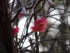 Eucalyptus caesia