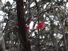 Eucalyptus caesia