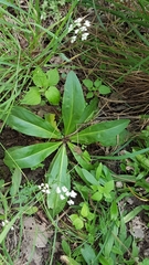 Frasera caroliniensis