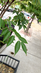 Zelkova serrata
