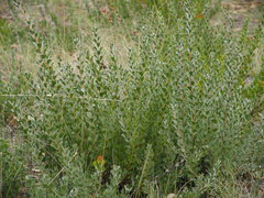 Adenanthos cuneatus
