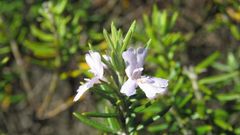 Westringia eremicola