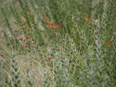 Adenanthos cuneatus