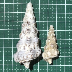 Cerithium nodulosum