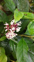 Chassalia curviflora