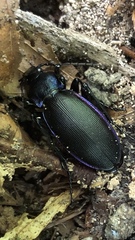 Carabus purpurascens