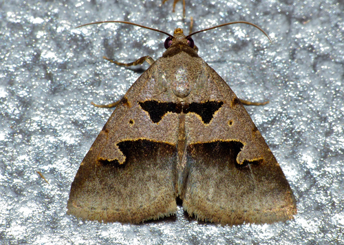 Anoba hamifera
