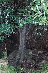 Diospyros blancoi