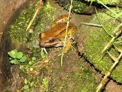 Peru White-Lipped Frog photo 3