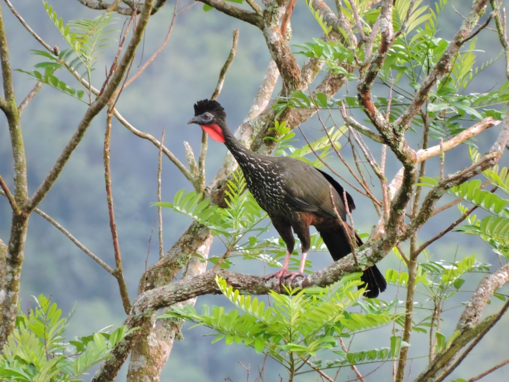 Crested Guan