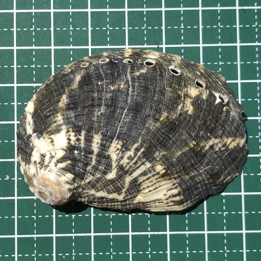 Variable Abalone