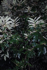 Diospyros blancoi