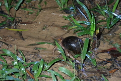 Coenobita cavipes