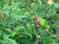 Loriculus philippensis