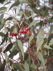 Eucalyptus caesia