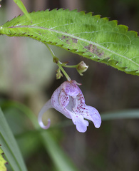 Impatiens hypophylla microhypophylla
