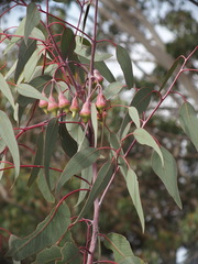 Eucalyptus caesia