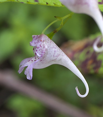 Impatiens hypophylla microhypophylla