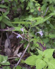 Impatiens hypophylla microhypophylla