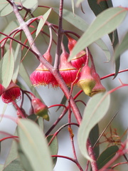 Eucalyptus caesia