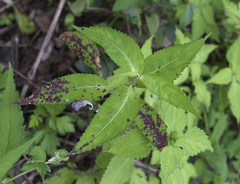 Impatiens hypophylla microhypophylla