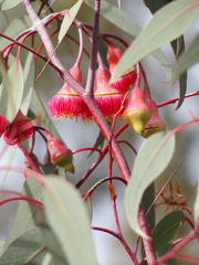 Eucalyptus caesia
